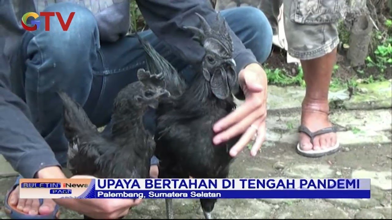 Ayam Cemani, Ayam Serba Hitam dengan Harga Jual Puluhan Juta Rupiah  - BIP 10/02