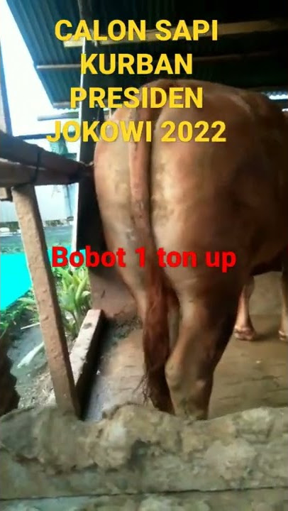 CALON SAPI KURBAN PRESIDEN JOKOWI ASAL SULAWESI BARAT #shortvideo