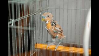 Aviary Bird Feather Disease Treatment | Best Medicine for Feather Loss | PLUME PRO | Con 8697507878