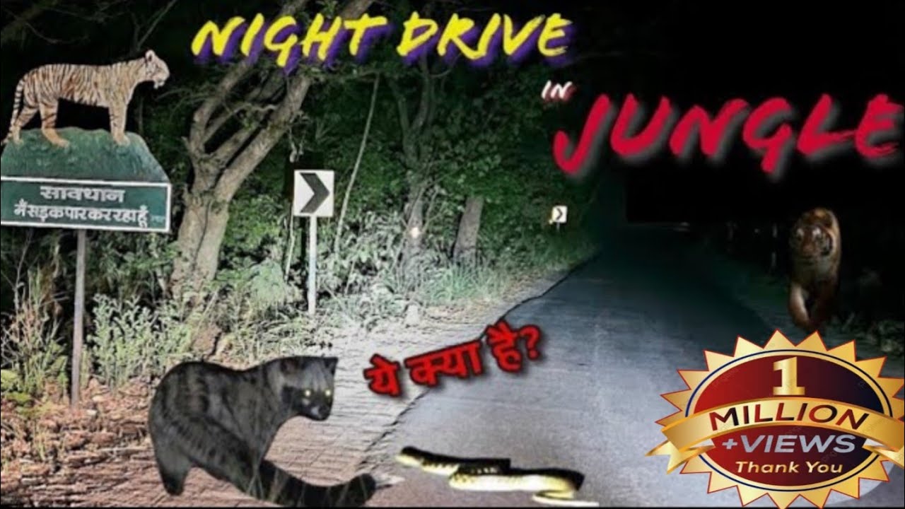 Tiger Alarm Call | Night Drive in Jungle | Civet Eating Snake #tiger #jim #corbett #snake #python