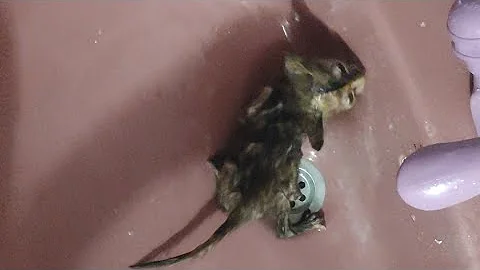 Watch the video about 2 weeks old rescued kitten taking bath #shorts #viral #shortvideo