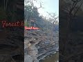 jungle ki subah