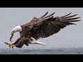 Insane Bald Eagle Bird In Flight FIGHTING Photography with Nikon D850 & 500MM F4