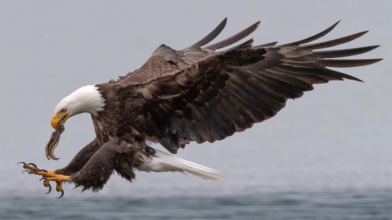 Insane Bald Eagle Bird In Flight Fighting Photography With Nikon