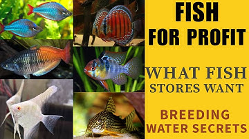 Fish Store Secrets: Breed for Profit with Perfect Water!