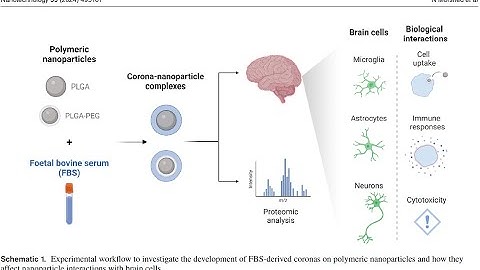PLGA-PEG-amine from PolySciTech used in development of nanoparticles for brain-tissue penetration