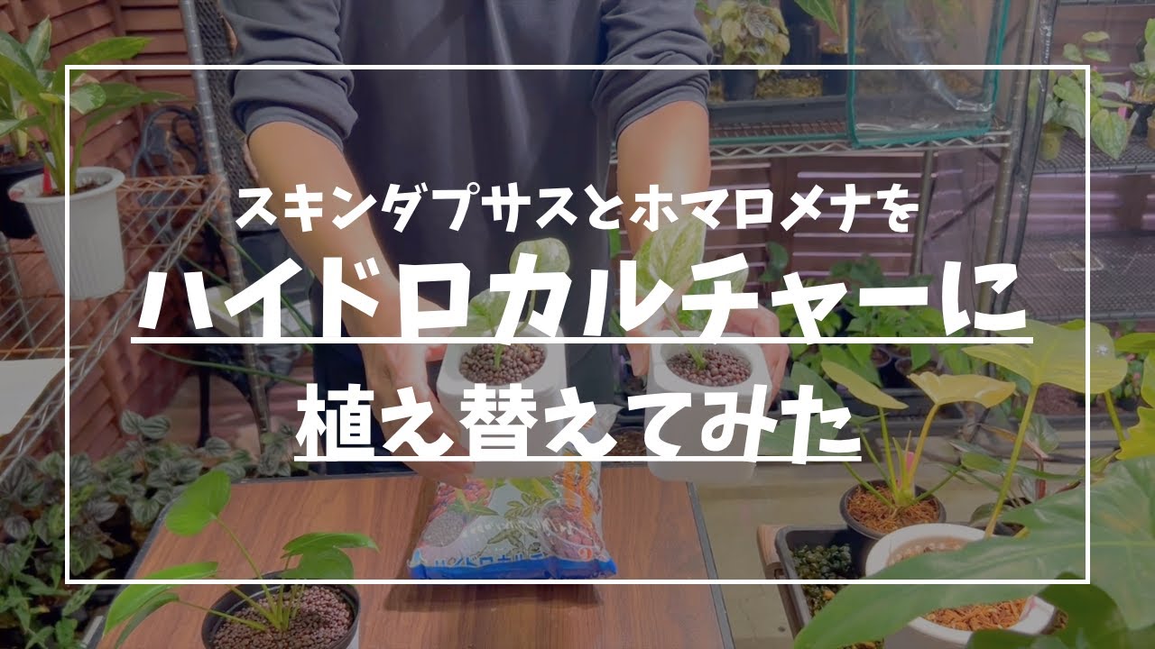 ハイドロカルチャーチャレンジ【年内ラストイベント情報】