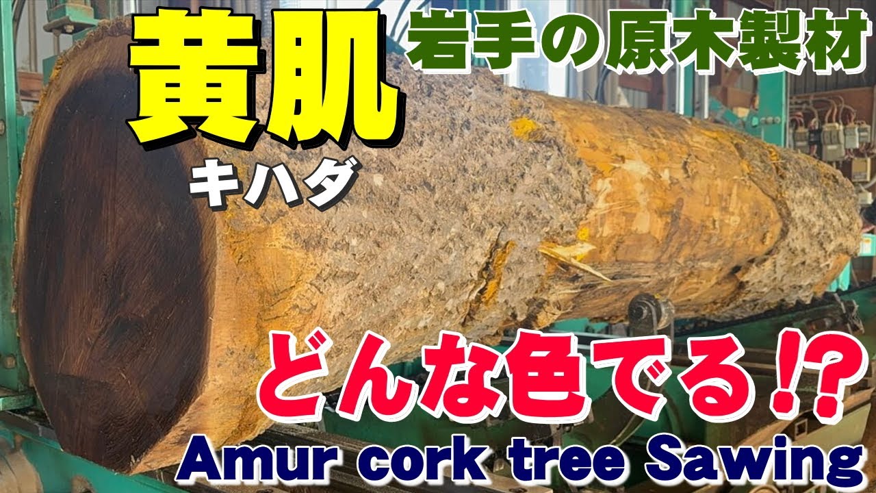真っ黄色な原木】キハダ原木から一枚板を製材しました。【木の店さんも