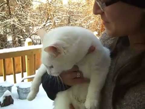 Milkshake and Hazy don't like the Snow! | Funny Cats | Keith and Shannon French maryland board of nursing