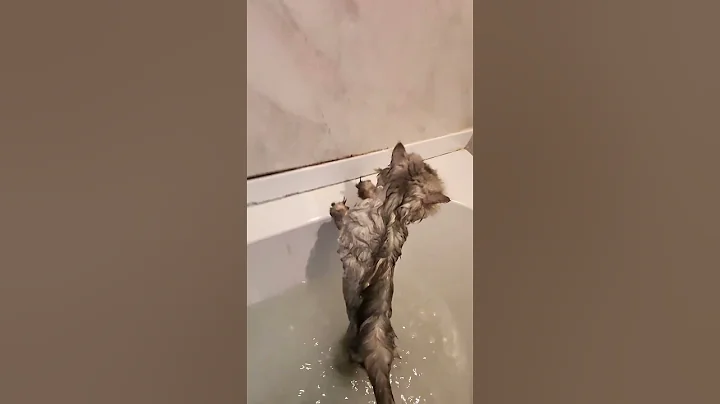 Video 10914591: persian cat bathing