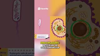 Prokaryotic Cells Are Missing This... 🧬 #microscope #biology #shorts
