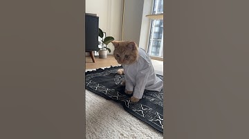 POV: Your cat is Muslim too #ramadan