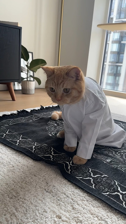 POV: Kucingmu juga seorang Muslim #ramadan