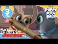 Magical Moments | Puppy Dog Pals: Puppies Fly To France | Disney Junior UK
