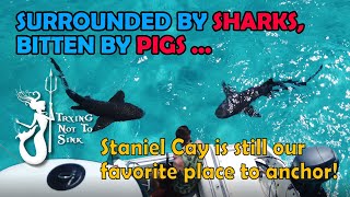 Surrounded By Sharks Bitten By Pigs Staniel Cay Is Still Our Favorite Place To Anchor. E133