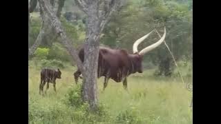 Omuhoogo gwente Daada owesome one