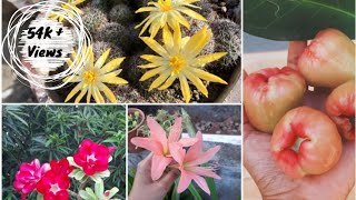 என் அம்மாவின் வீட்டுத்தோட்டம்.. வாங்க சுத்தி பார்க்கலாம்  / My amma's garden tour in Tamil| Vlog 1