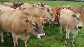 20 Jersey In Calf Heifers - UK
