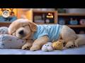 12 Hours Of Relaxing Music For Dogs 🐕 Deep Relaxation 🎧 Filling Your Dog's Space with Calm