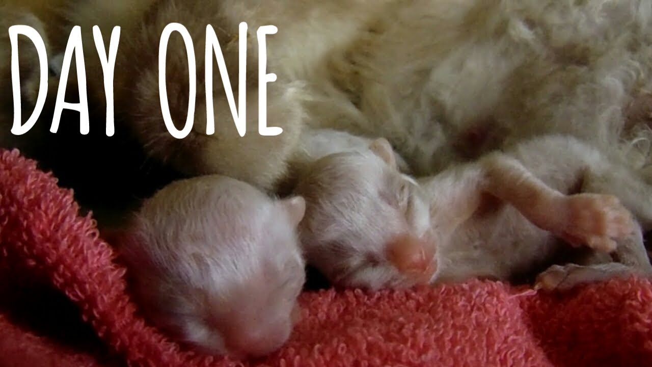 SLEEPY HEAD (PREMATURE KITTENS) BABY KITTENS DAY 1 TO DAY 100 ME