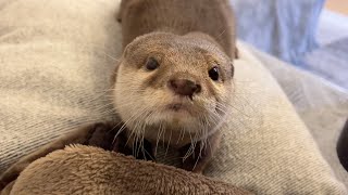 otter stiffens up after biting its owner