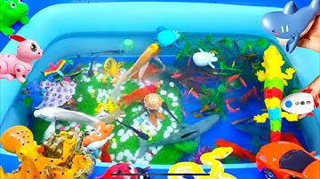 Động Vật Dễ Thương,Cá Heo,Cá Mập,Ốc Mượn Hồn,Sứa,Cá Đuối,Cá Lóc,Cá Sấu,Cá Chép,Cá Nhỏ,Cá Bọ Biển,Sứa