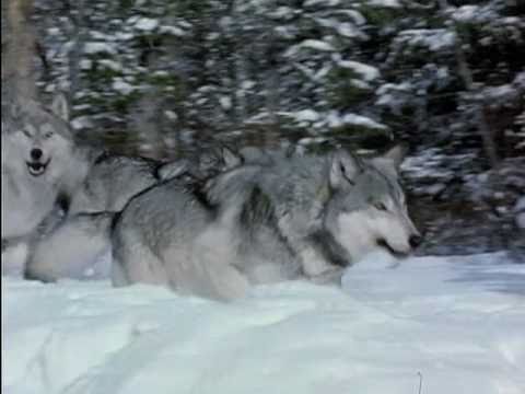 Leben Mit Wolfen Trailer Youtube