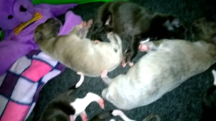 3 Day old Whippet puppies suckling on their mum.