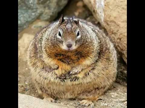 A Fat Squirrel 28