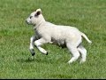 Happy lambs playing in the pasture