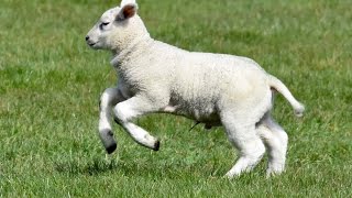 Happy Lambs Playing in the Pasture