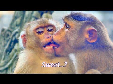 Not to laugh 😂 !, Sweet big child monkeys kiss and used tongue lick together so funny