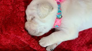 LIVE STREAM Puppy Cam REPLAY! Adorable Labrador Retrievers  10 Days Old! Part 3