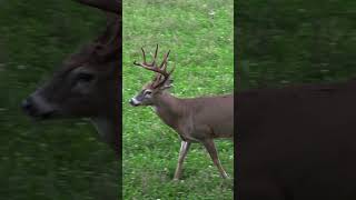Rate This Shot 1-10! 🎯🦌