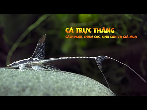 Video Cá Trực thăng - cá dọn bể xinh đẹp | Cách nuôi, chăm... - youtube