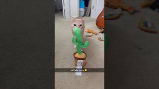 Can’t Let Go of This Hilarious Cat 😂🐱#Cat #Funny #fypシ#cats #funnycats