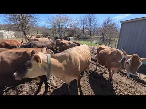 Letting The Cows Out to Pasture and Milk Testing