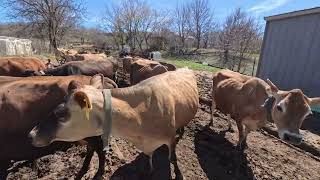Letting The Cows Out to Pasture and Milk Testing