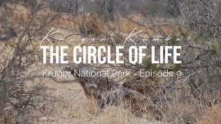 The Circle of Life - Episode 9 Lion on a Carcass & a New Camp Adventure From Skukuza to Tamboti