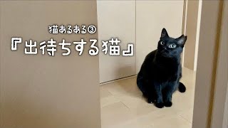 猫あるある。と、最近のM。