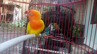Lovebird Konslet Mangap