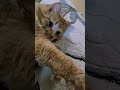 Два кота
