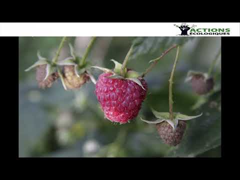 Vidéo: Cumberland - framboises aux baies noires. Avantages et inconvénients de la variété. Culture de la framboise