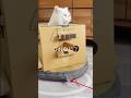 【自宅警備強化】 自作戦車で巡回を開始した 猫のおもちｗ#shorts #ねこのいる生活