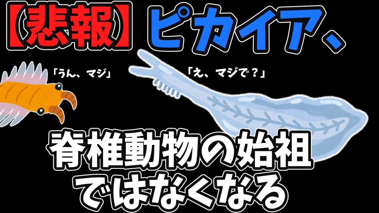 悲報 脊椎動物の始祖と言われていたピカイア ただの一般脊索動物に成り下がる サクッと古代生物解説シリーズ Youtube