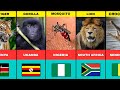 50 Most Dangerous Wild Animals in Africa 