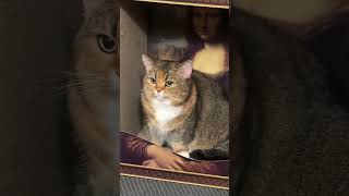 #gatos #gatosdoinstagram #frangobanana #gatogram #amantesdegatos #labubu #catlover