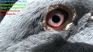 DV-719 ORIGINAL EDMUND MÜLLER KOOPMAN PRANGE KULBACKI RACING PIGEON STUD- Hodowla Gołębi Sportowych!
