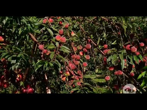 Video: Cuidado de los duraznos Red Baron: aprenda a cultivar duraznos Red Baron