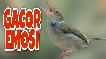 Prenjak Lumut Jantan GACOR Cari Lawan JOSS Bikin Prenjak Lain EMOSI